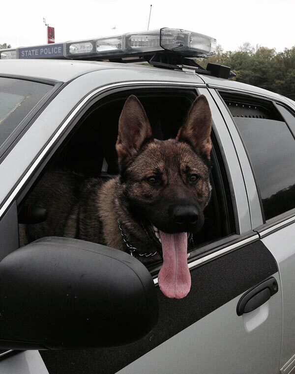 K-9 Rocky