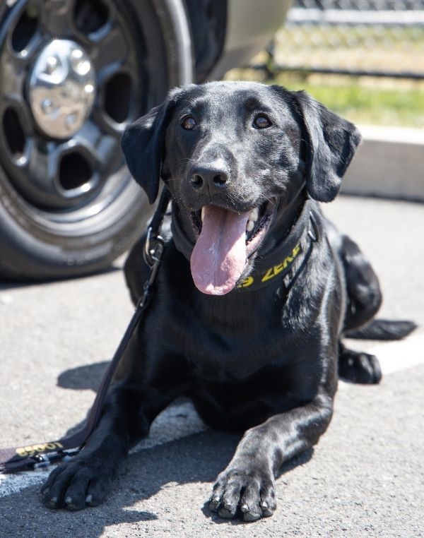 K-9 Zeke