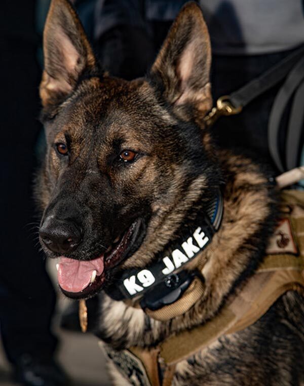 K-9 Jake