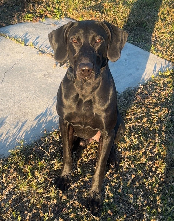 K-9 Patrick