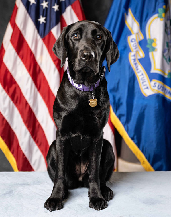K-9 Wind