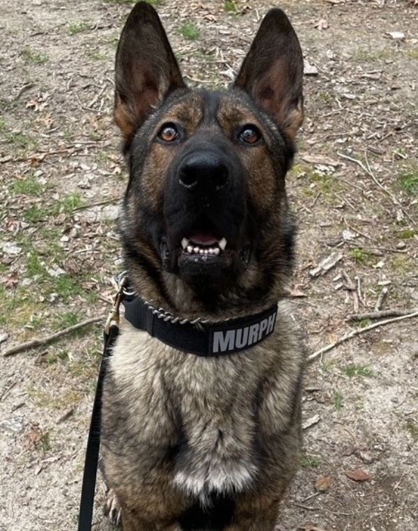 K-9 Murph