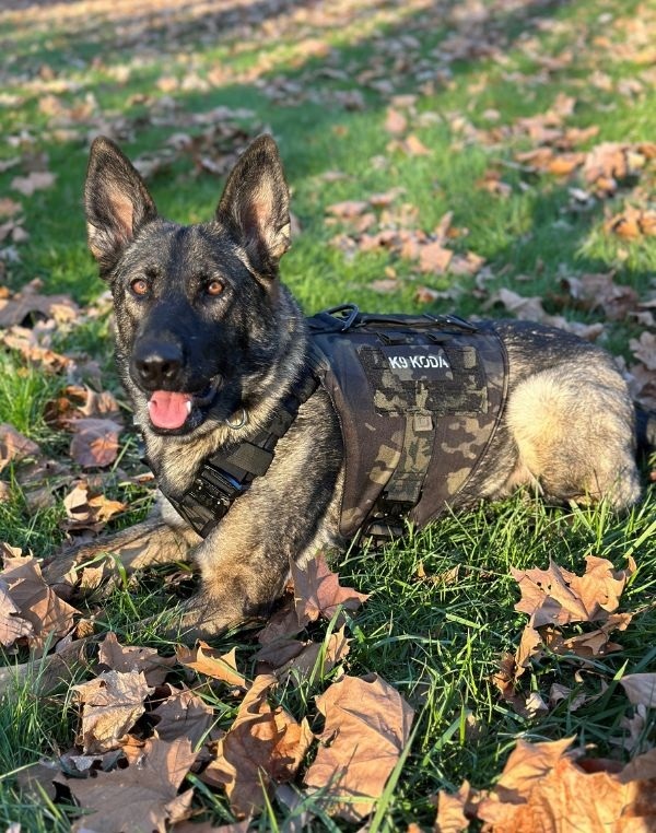 K-9 Koda