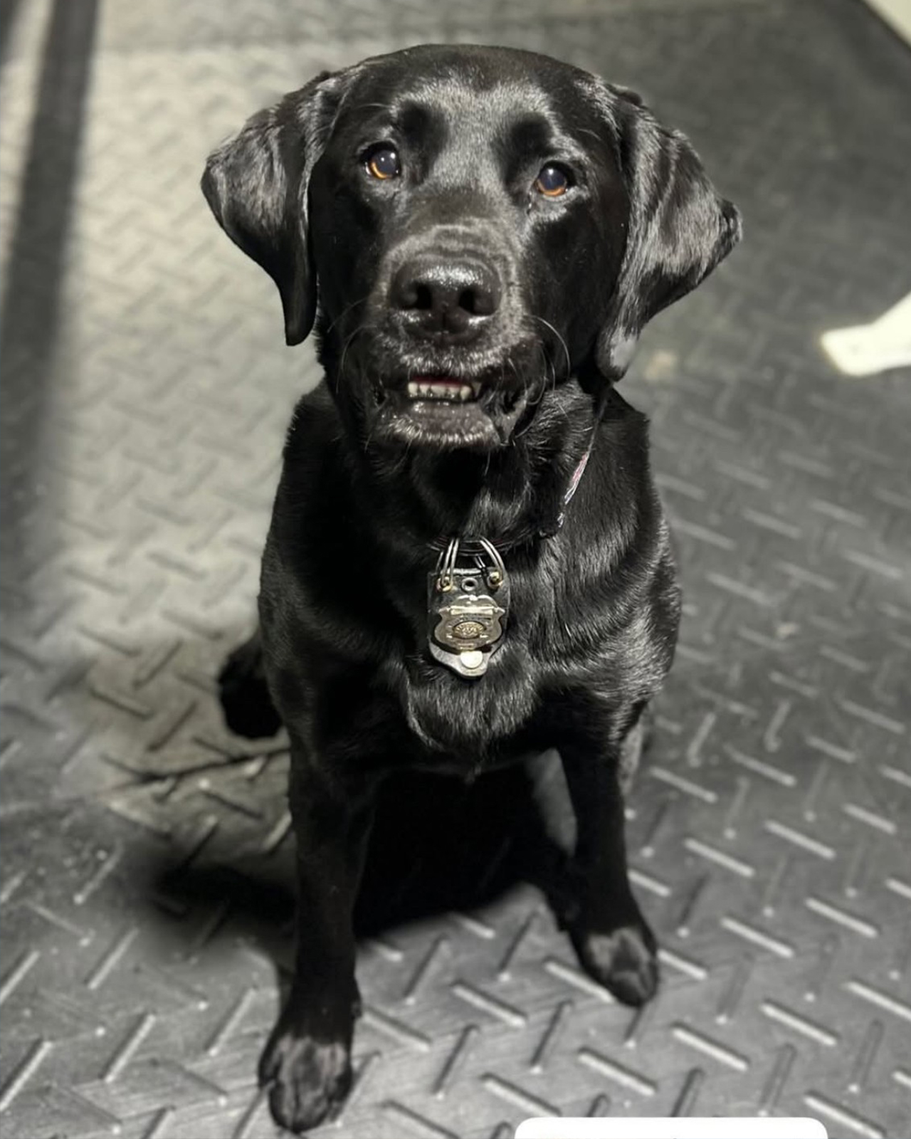 K-9 Bear