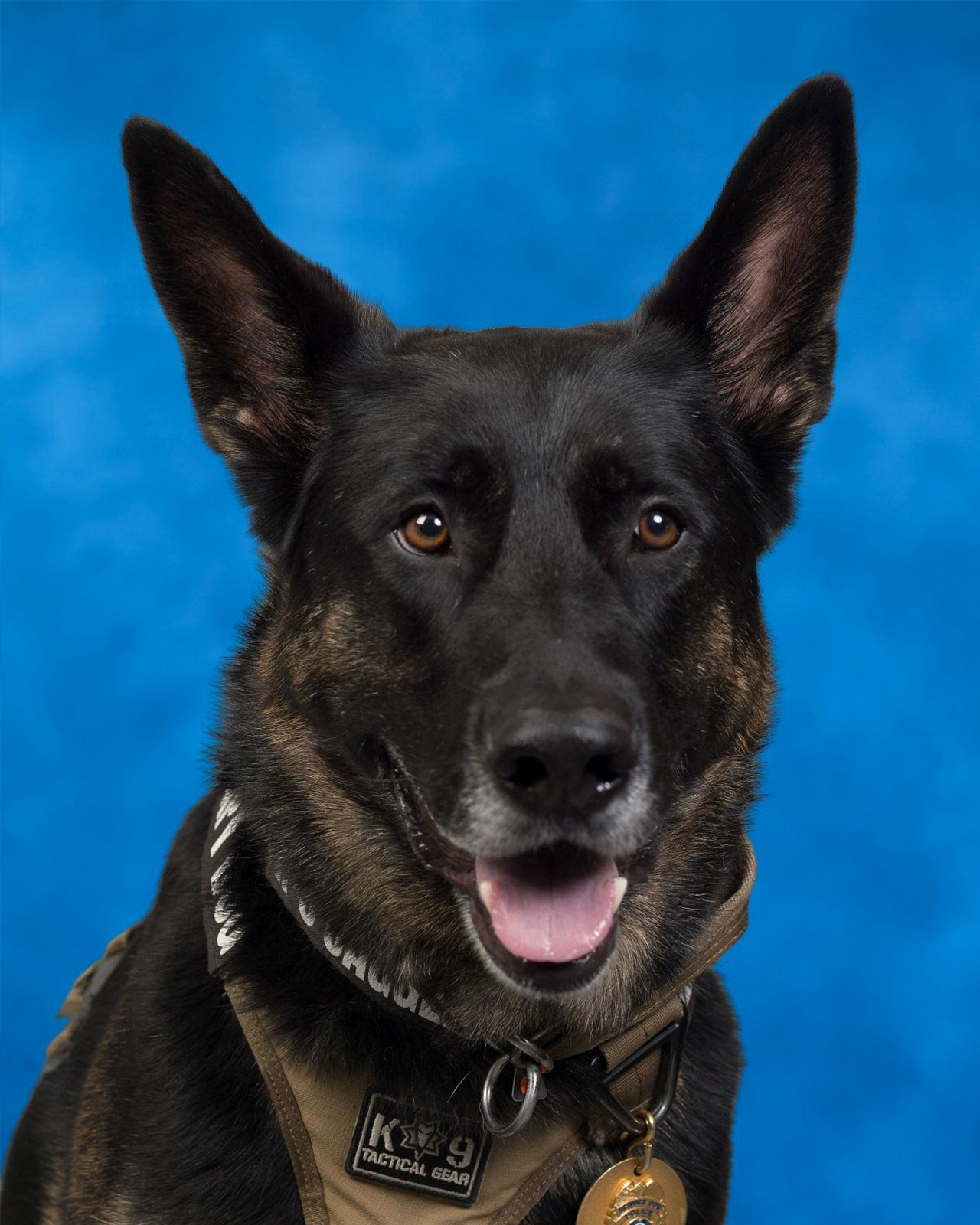 K-9 Jagger