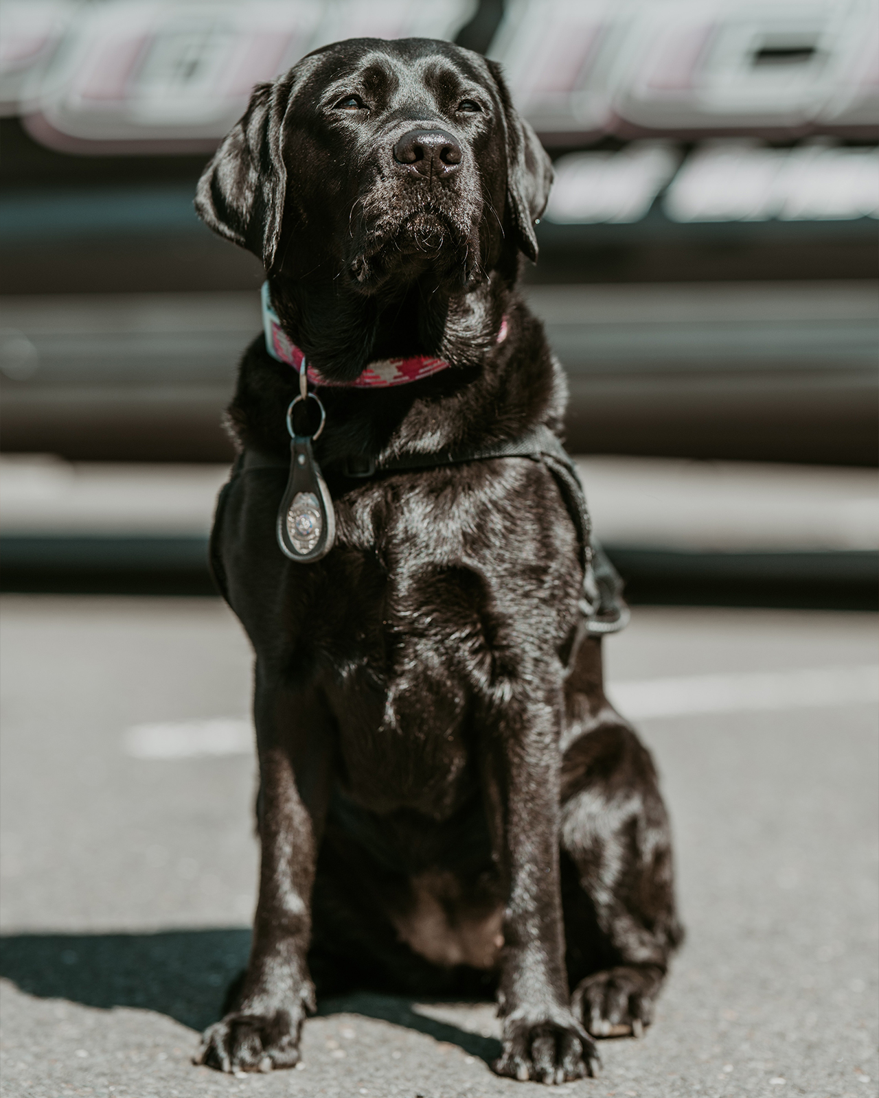 K-9 Frankie