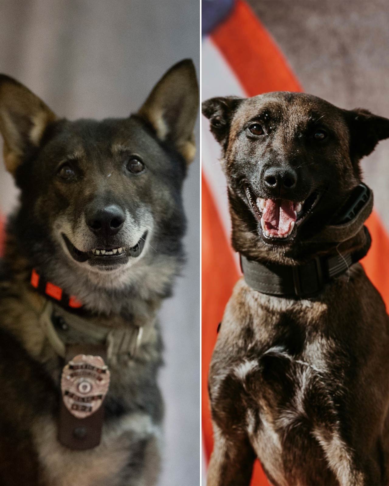 K-9 Marvin & K-9 Mojo